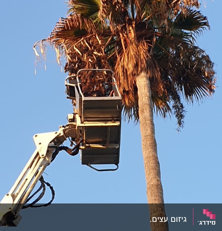 מנוף גיזום ליד עץ דקל גבוה